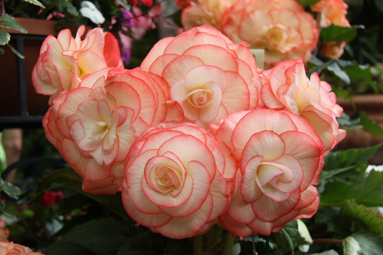 B. ‘Fairy Light’